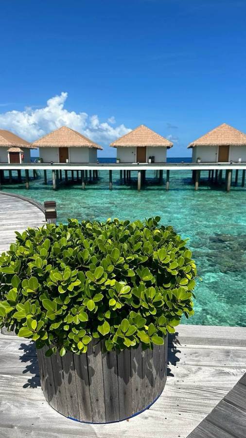 Cinnamon Velifushi 5*